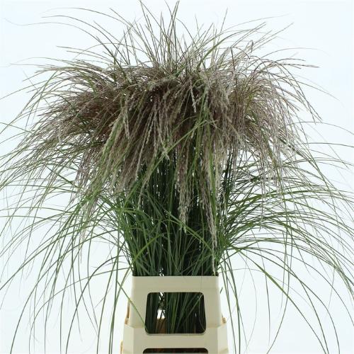 Miscanthus sinensis 'Subrosa'