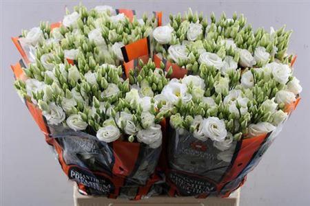 Eustoma russellianum gevuldbloemig 'Rosita White'