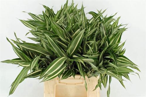 Dracaena sanderiana