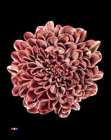 Chrysanthemum Indicum Grp tros kas kleurbehandeld H%