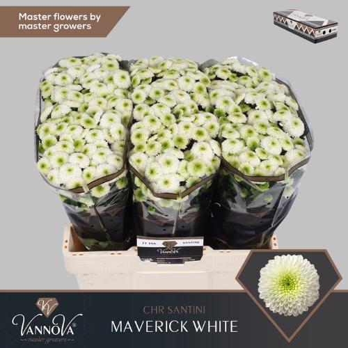 Chrysanthemum (Indicum Grp) tros santini Maverick