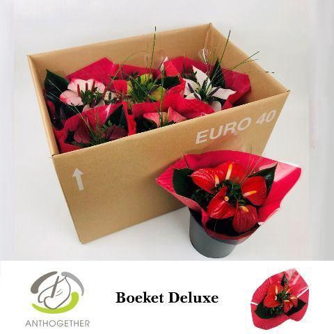 Anthurium Andreanum Grp Love Collectie