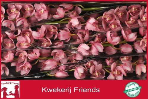 Cymbidium grootbloemig 'Belle Star'