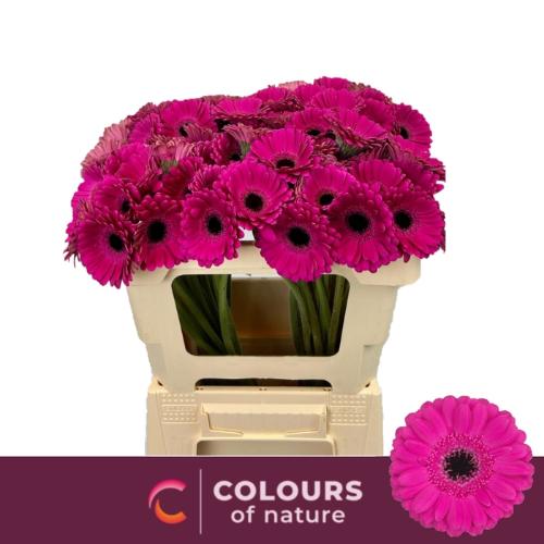 Gerbera mini Anna