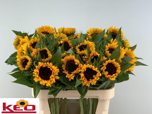 Helianthus annuus 'Sunrich Orange'