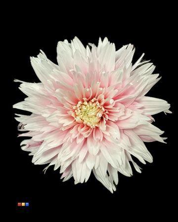 Chrysanthemum geplozen kas kleurbehandeld H%