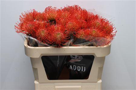 Leucospermum cordifolium 'Succession'