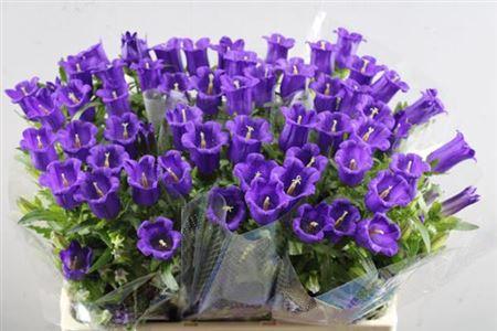 Campanula medium 'Champion Blue'