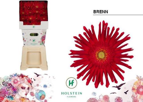 Gerbera grootbloemig krulvormig Gerpasta Brenn