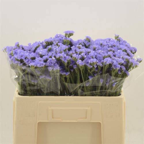 Limonium sinuatum Donau Birds