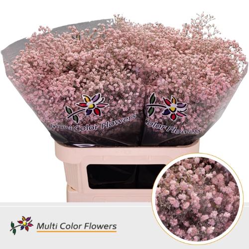 Gypsophila overig kleurbehandeld H%