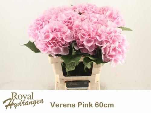 Hydrangea macrophylla 'Verena'
