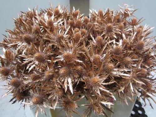 Eryngium planum kleurbehandeld H%