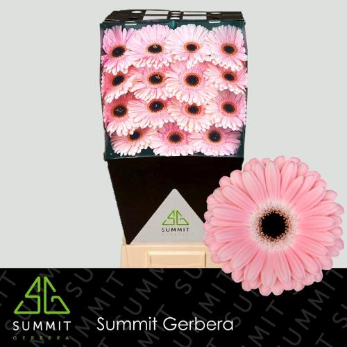 Gerbera grootbloemig Dulcie