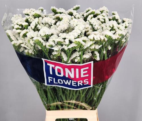 Limonium sinuatum White Starlight Wings