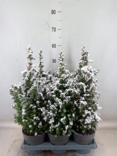 Chamaecyparis thyoides 'Top Point'
