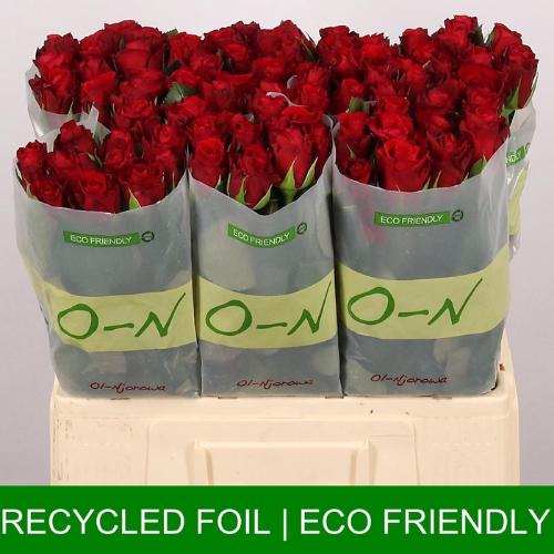 Rosa grootbloemig Red Ribbon