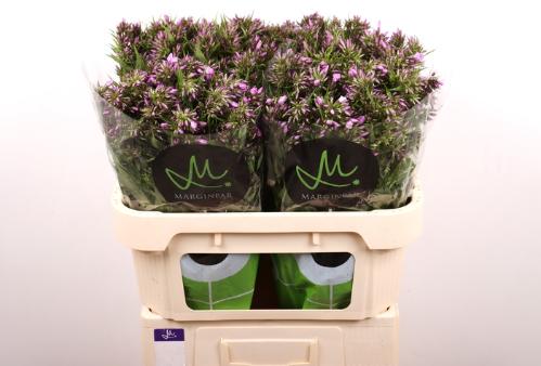 Phlox (Paniculata Grp)  B-Eyes Violet Eyes