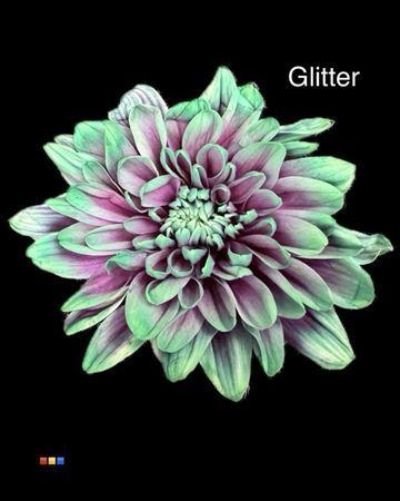 Chrysanthemum Indicum Grp tros kas kleurbehandeld H%