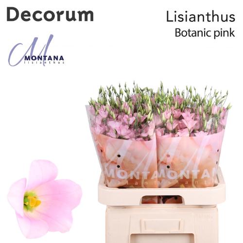 Eustoma russellianum enkelbloemig russellianum 'Botanic Pink'