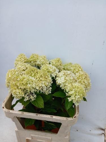 Hydrangea paniculata 'Limelight'