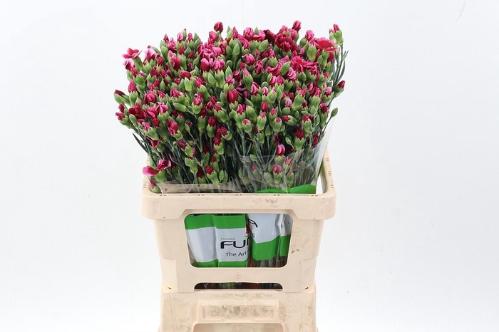 Dianthus tros Solomio Sem