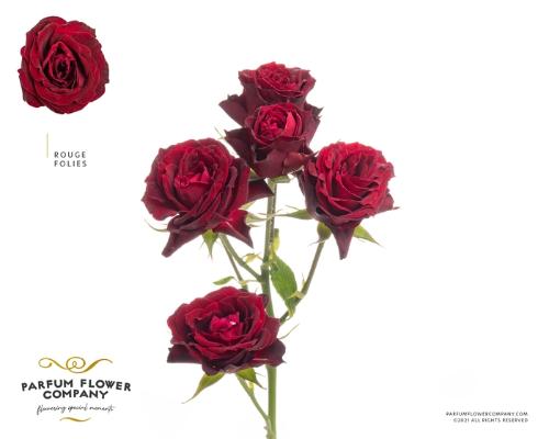 Rosa tros overig