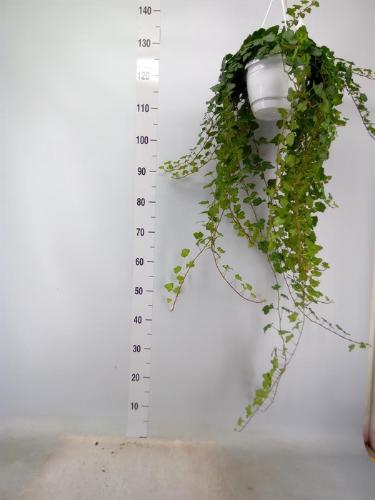 Hedera helix 'Wonder'