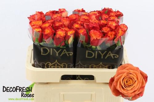 Rosa grootbloemig Touchee+