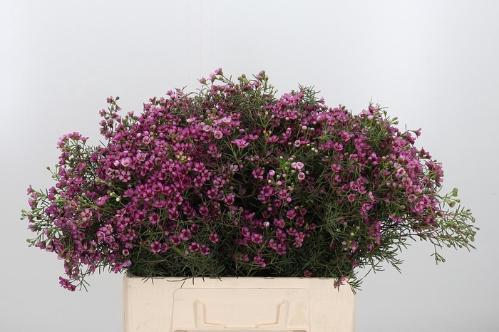 Chamelaucium uncinatum 'Grand Jupiter'