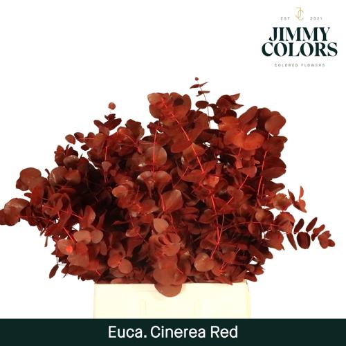 Eucalyptus cinerea kleurbehandeld per bos H%