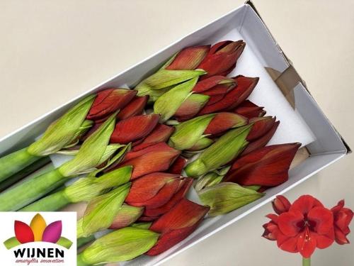 Hippeastrum (Galaxy Grp) 'Primitivo'