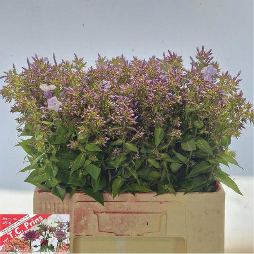 Phlox Paniculata Grp Miss Lolita