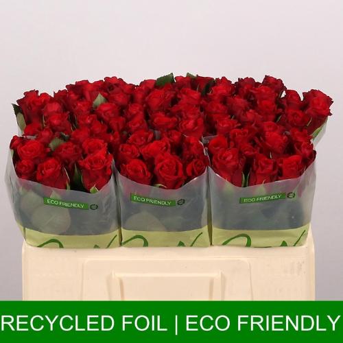 Rosa grootbloemig Red Ribbon