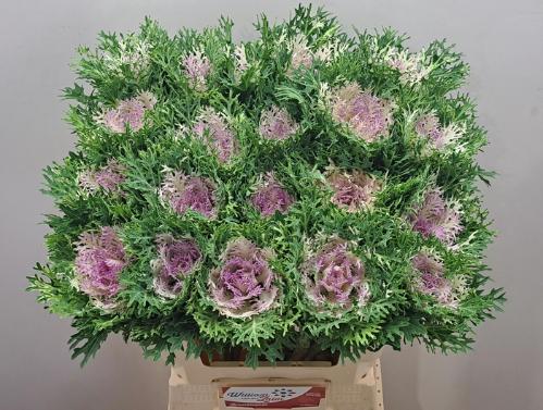 Brassica oleracea 'Crane Frilly'