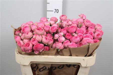 Rosa tros Giselle!