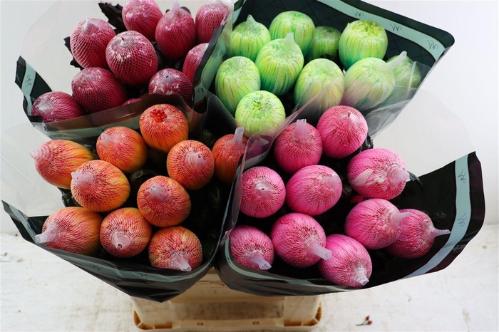 Chrysanthemum (Indicum Grp) geplozen Antonov kleurbehandeld H%