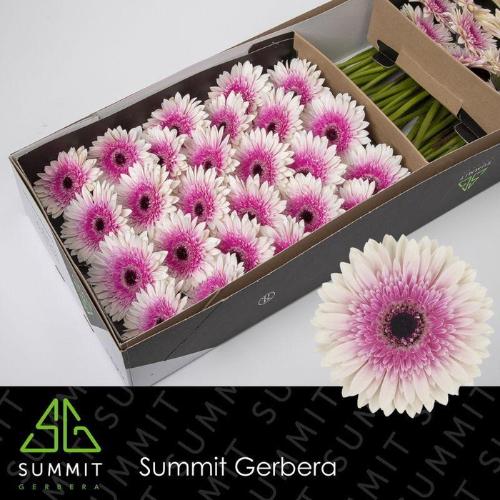 Gerbera grootbloemig 'Lisandra'