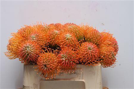 Leucospermum lineare Ayoba Peach