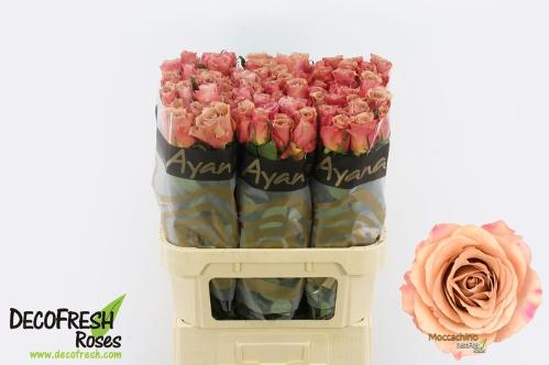 Rosa grootbloemig Moccachino