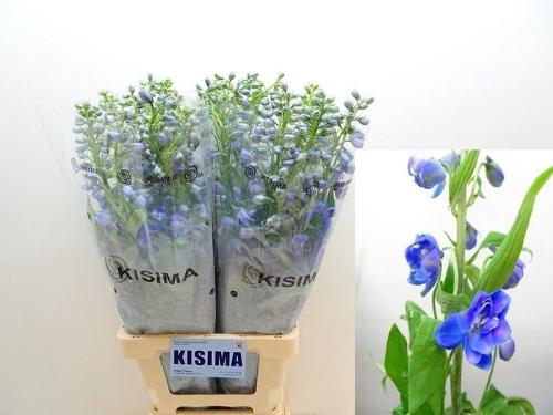 Delphinium Elatum Grp dubbelbloemig 'Guardian Blue'