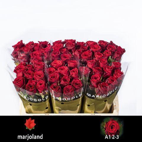 Rosa grootbloemig Red Naomi!