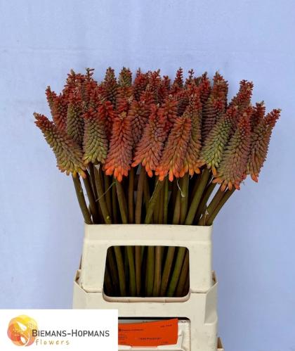 Kniphofia 'Alcazar'