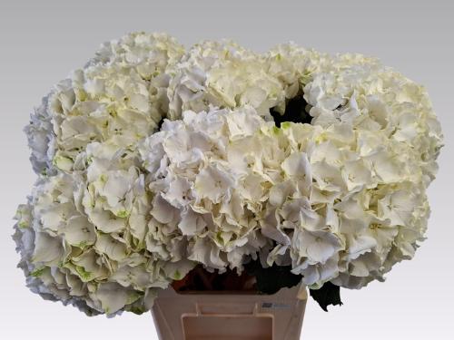 Hydrangea macrophylla Noordpool