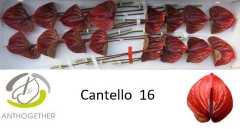 Anthurium (Andreanum Grp) Cantello