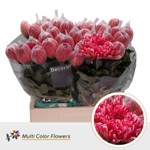 Chrysanthemum (Indicum Grp) geplozen Antonov kleurbehandeld H%