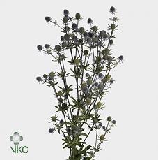 Eryngium planum
