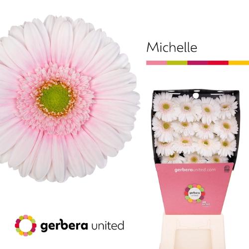 Gerbera grootbloemig Michelle