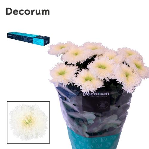 Chrysanthemum geplozen (Indicum Grp) Etrusko White