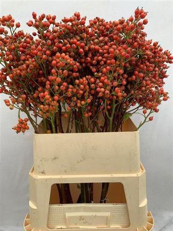 Rosa Magical Orange Pride